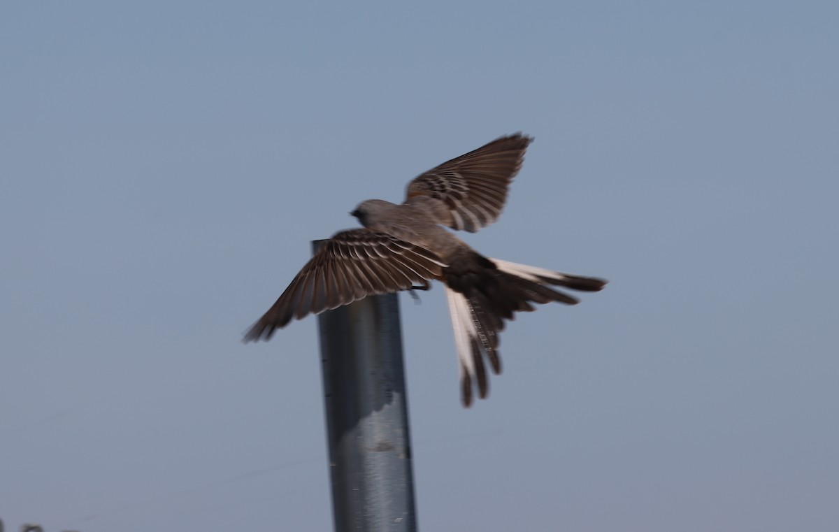 Scissor-tailed Flycatcher - ML645018868