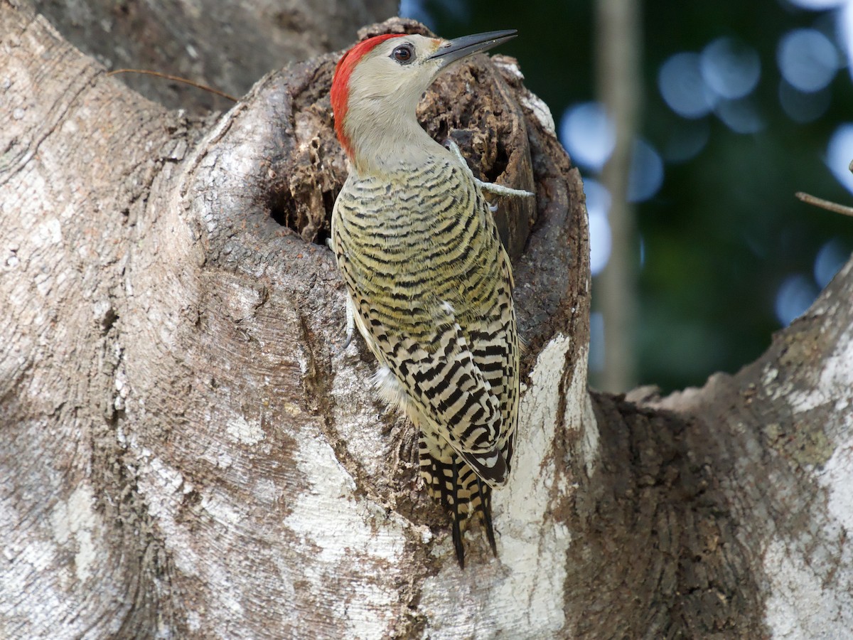 Kara Kaşlı Ağaçkakan - ML645018869