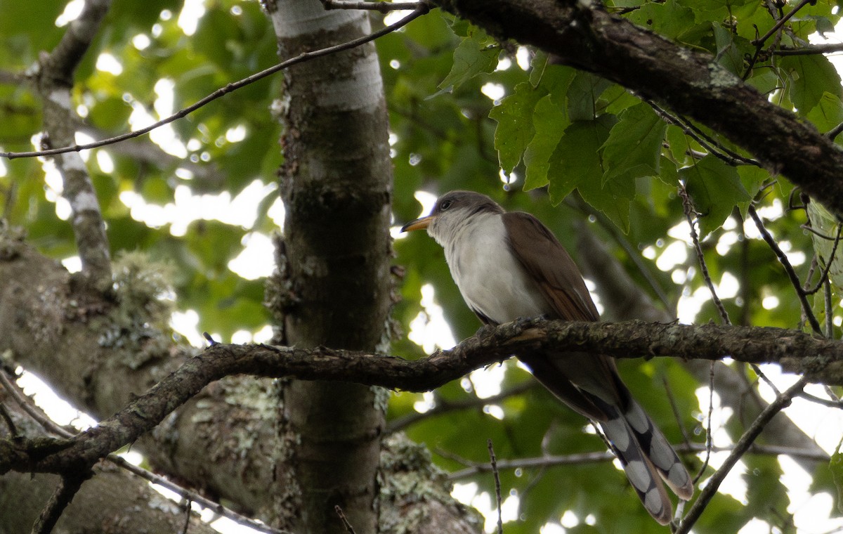 Yellow-billed Cuckoo - ML645018870