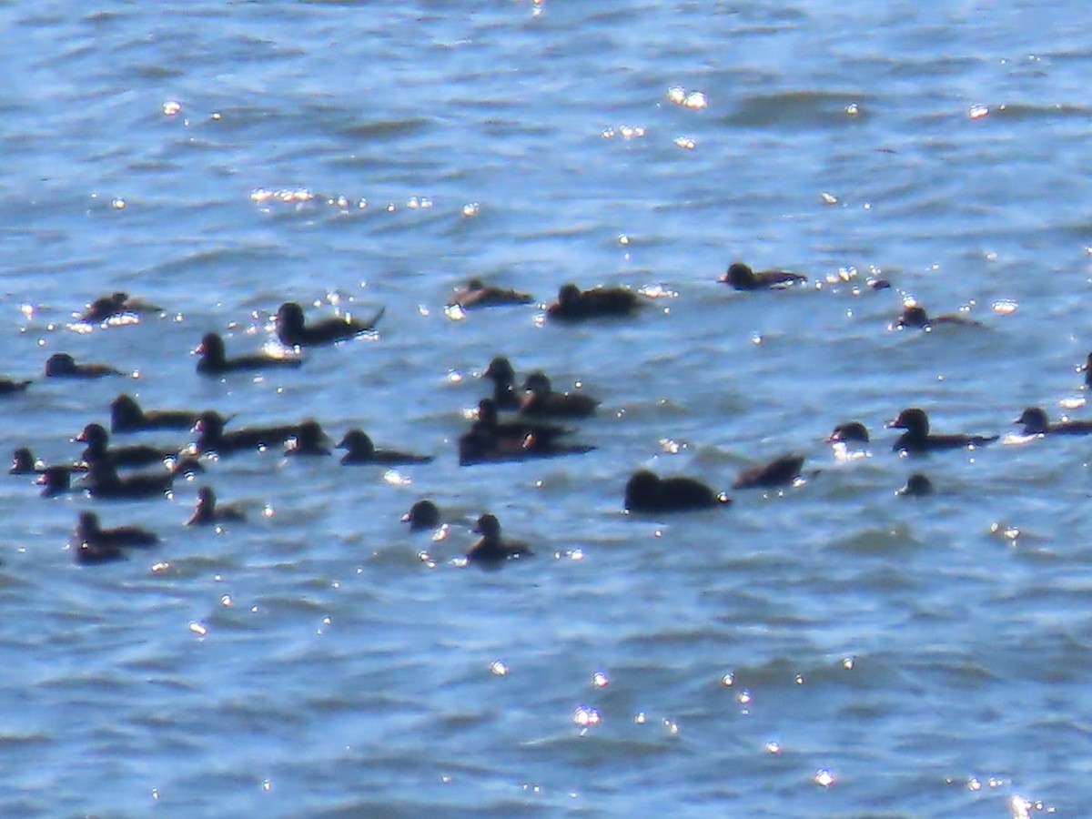 Black Scoter - ML645018872