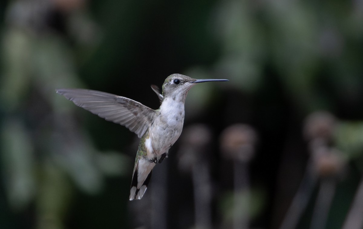 Колібрі рубіновогорлий - ML645018875