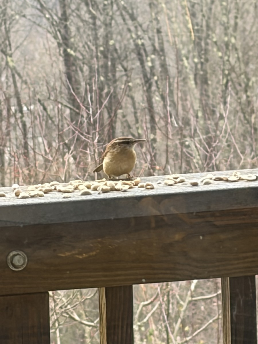 Carolina Wren - ML645018883