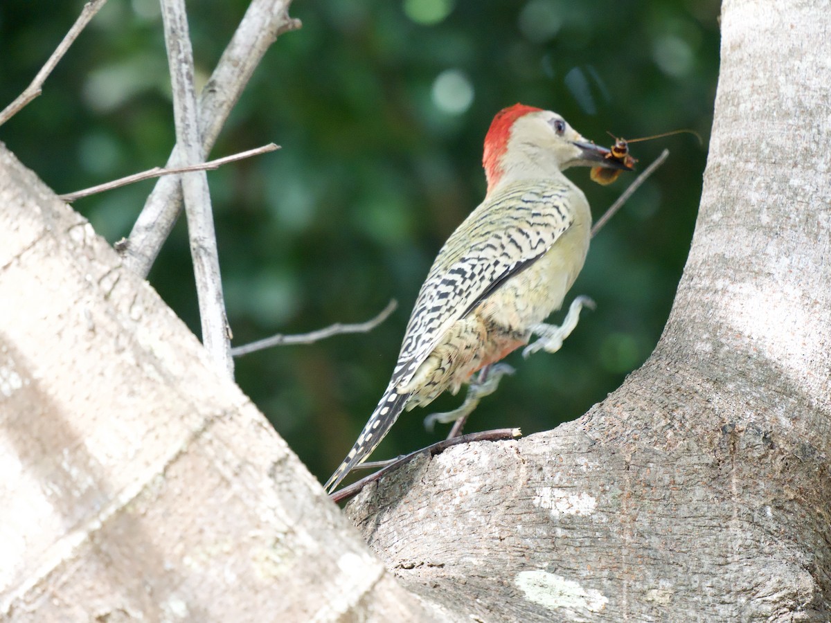 Kara Kaşlı Ağaçkakan - ML645018893