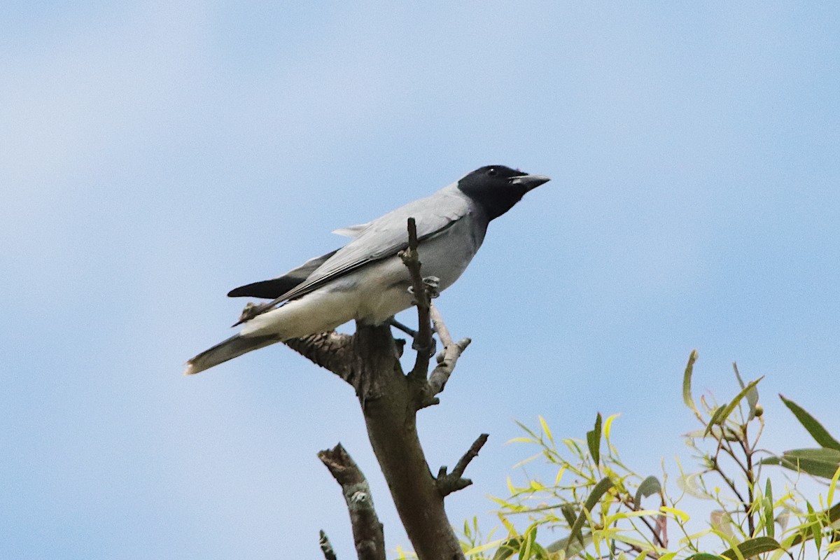 Black-faced Cuckooshrike - ML645018894