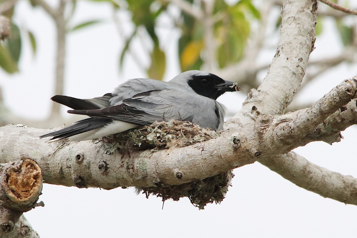 Black-faced Cuckooshrike - ML645018896