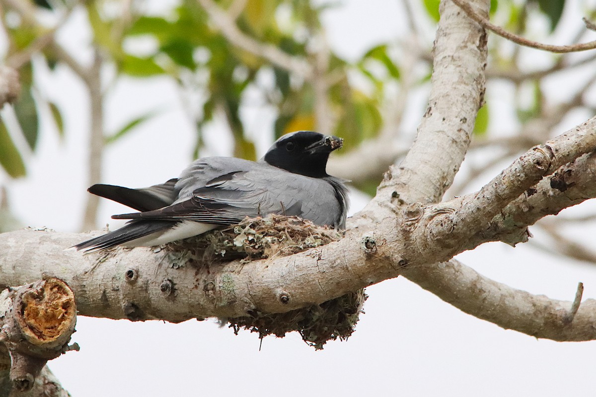 Black-faced Cuckooshrike - ML645018897