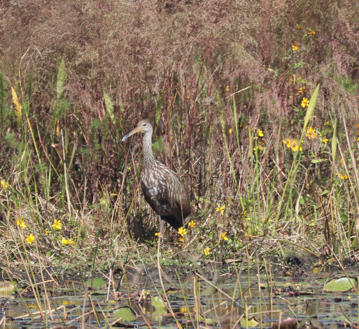 Limpkin - ML645018901