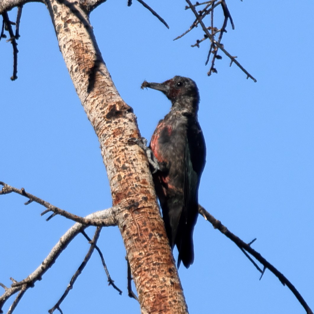 Lewis's Woodpecker - ML645018905