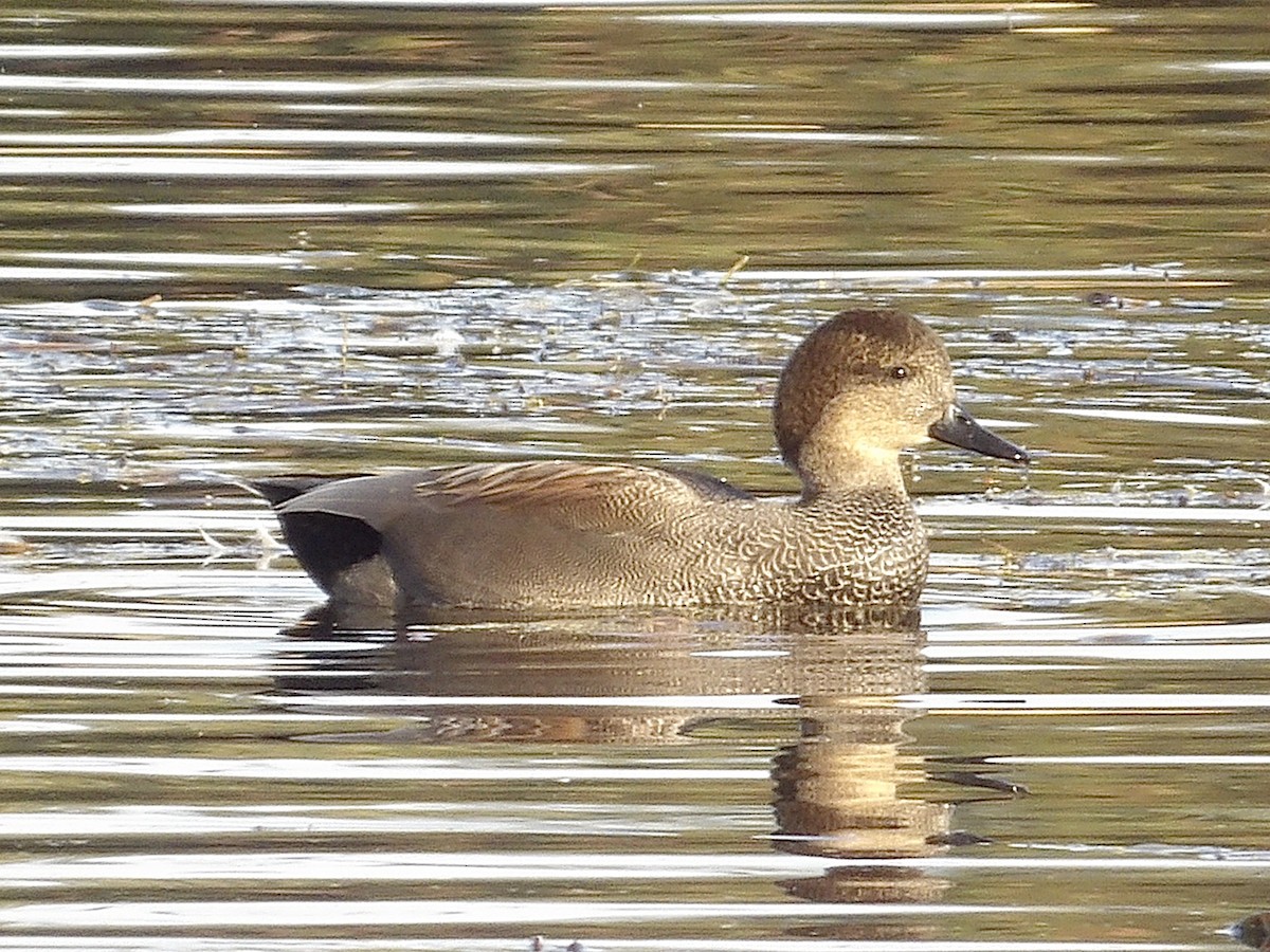 Gadwall - ML645018909