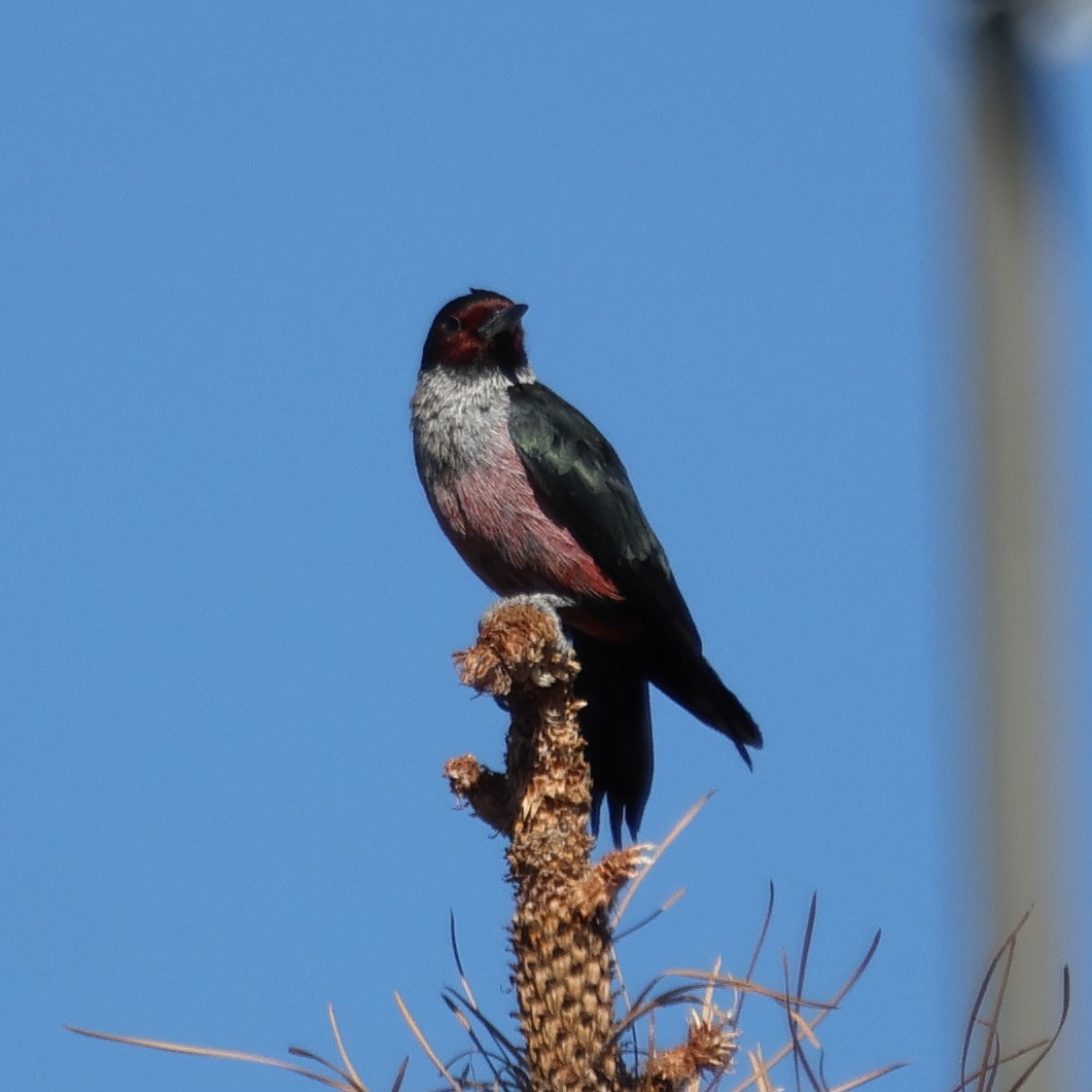 Lewis's Woodpecker - ML645018910