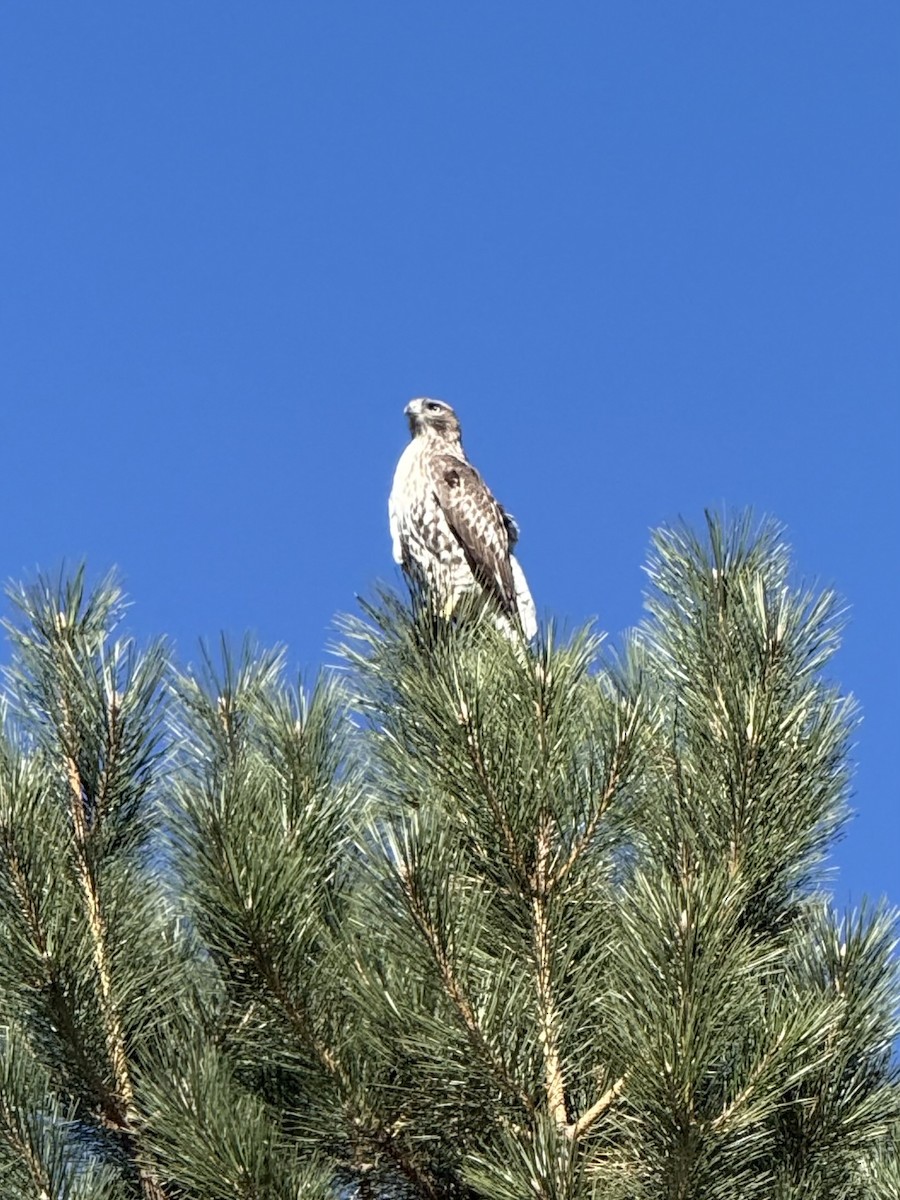 Red-tailed Hawk - ML645018912