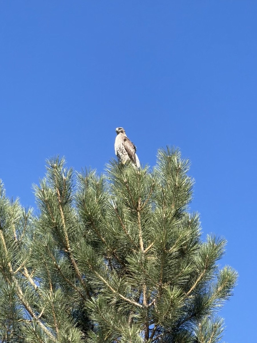 Red-tailed Hawk - ML645018913