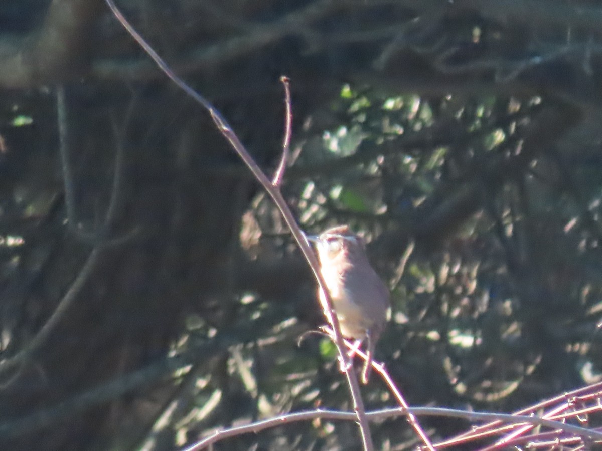Carolina Wren - ML645018920