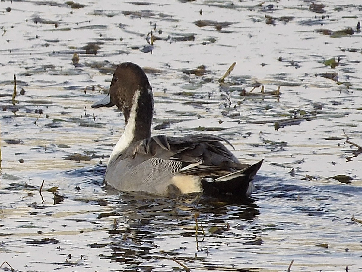 Northern Pintail - ML645018921