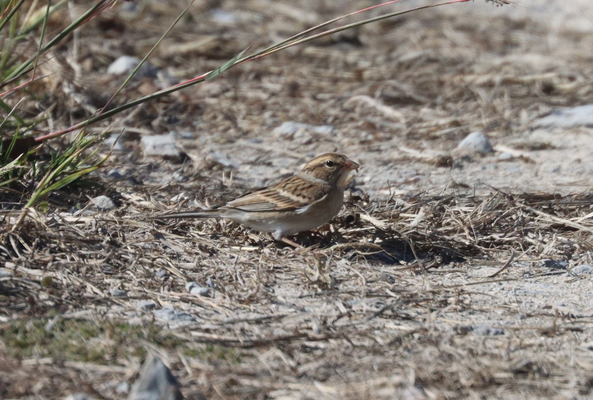 Chipping Sparrow - ML645018923