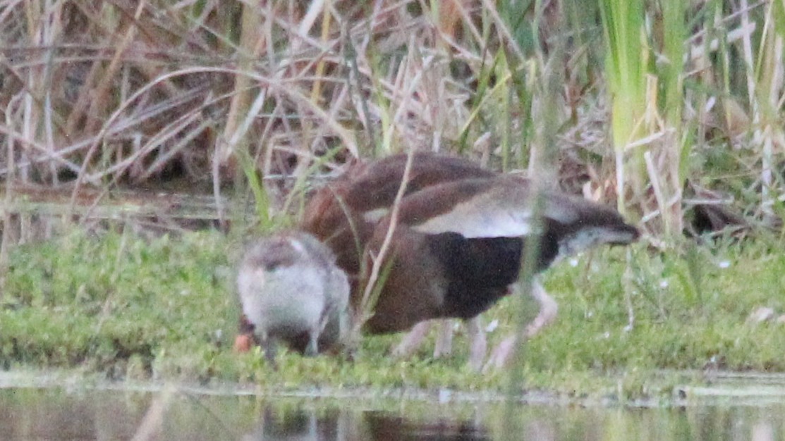 husička černobřichá - ML645018930