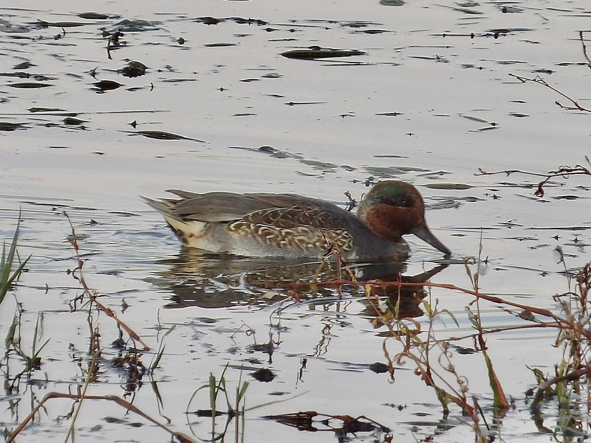 Green-winged Teal - ML645018933