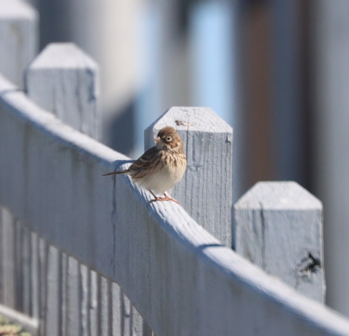 Vesper Sparrow - ML645018941