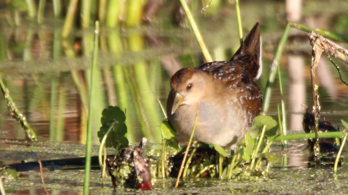 chřástal karolínský - ML645018950