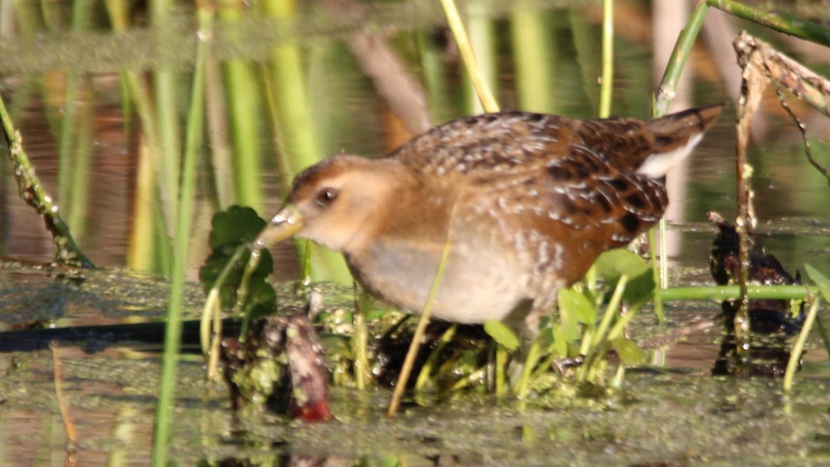 chřástal karolínský - ML645018951
