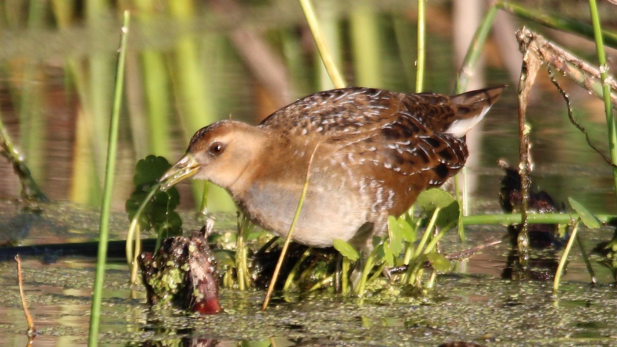 chřástal karolínský - ML645018952