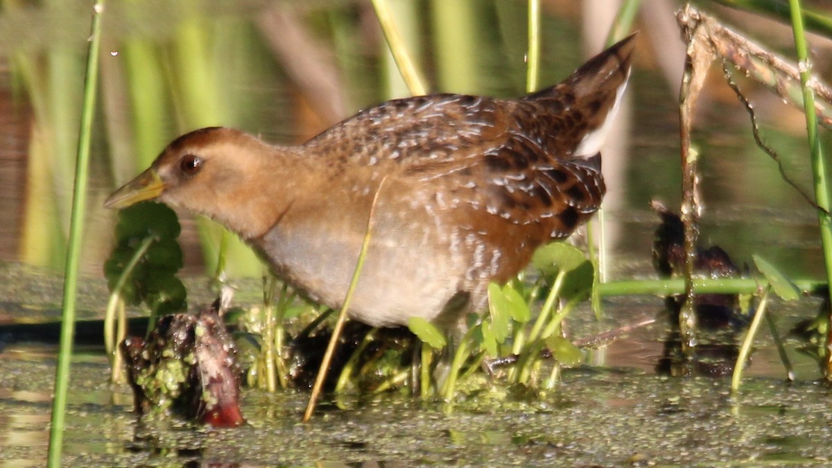 chřástal karolínský - ML645018953