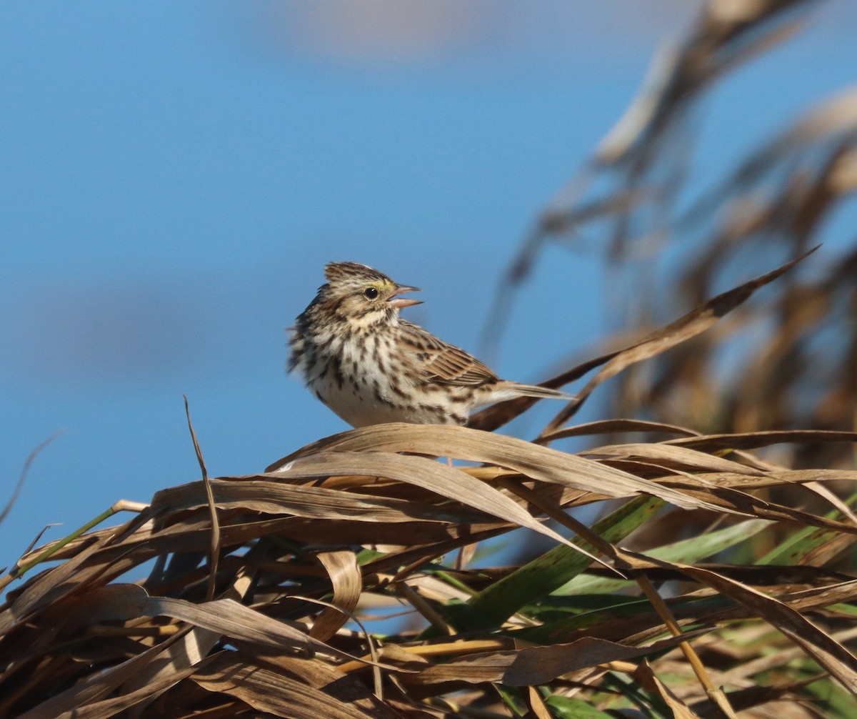 Savannah Sparrow - ML645018954
