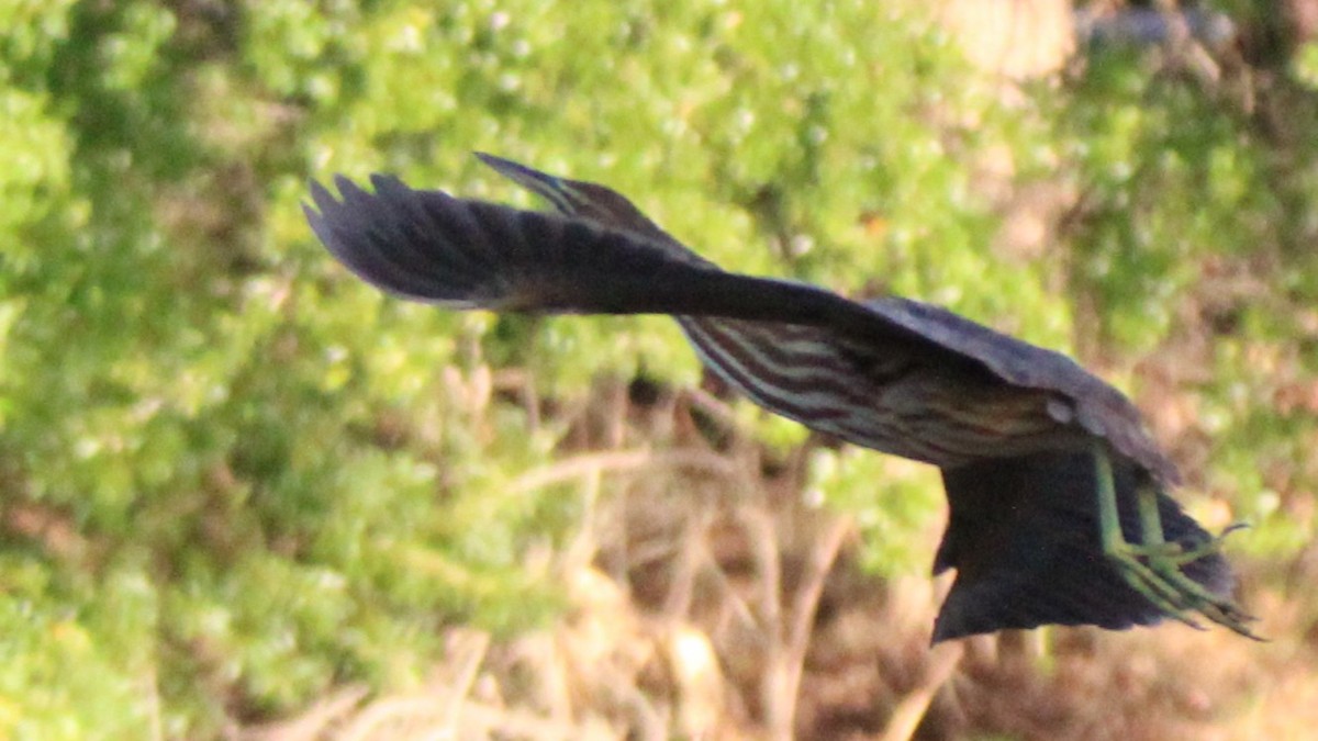 Бугай американський - ML645018972