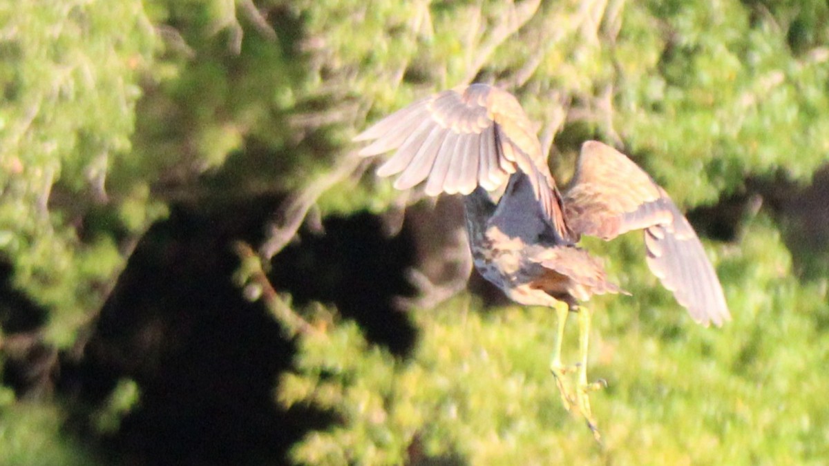 Бугай американський - ML645018973