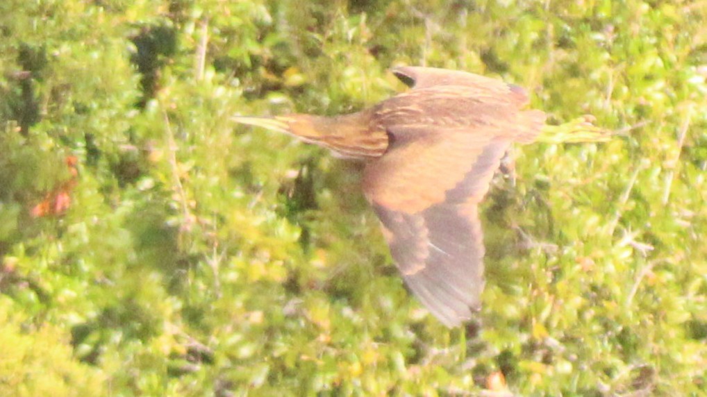 Бугай американський - ML645018974