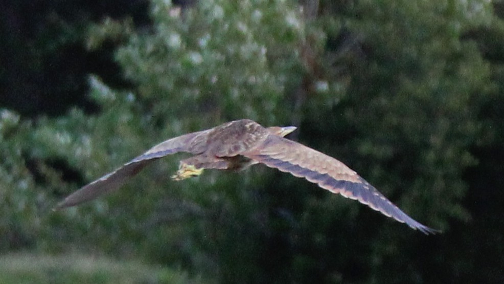 Бугай американський - ML645018975