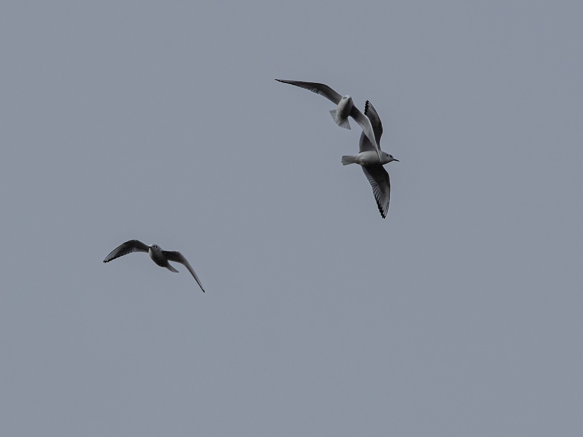Bonaparte's Gull - ML645018984