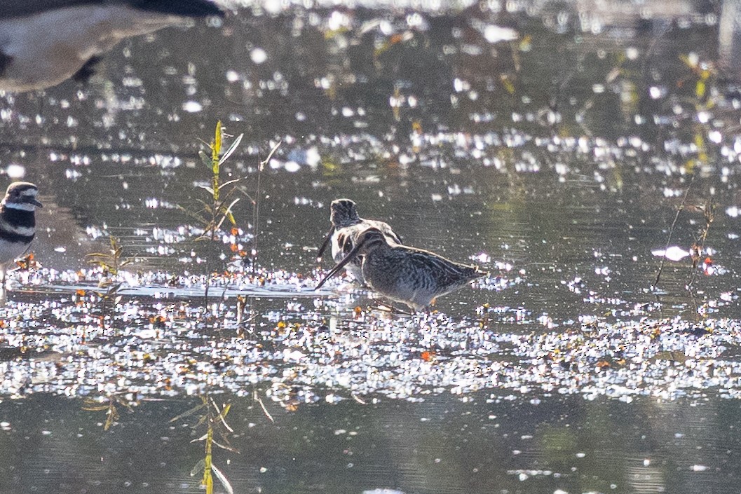 Wilson's Snipe - ML645018985