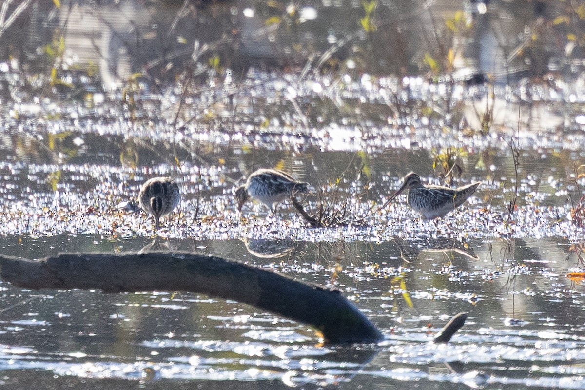 Wilson's Snipe - ML645018986