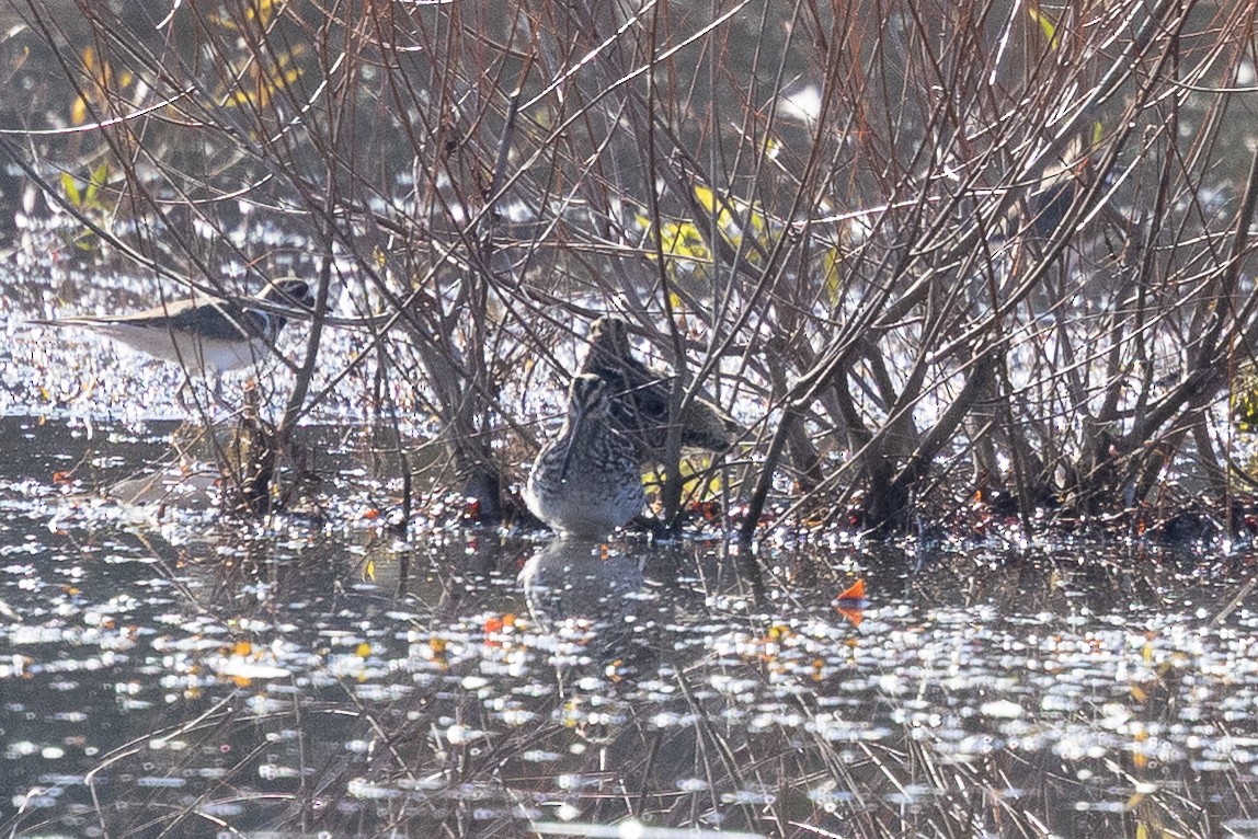 Wilson's Snipe - ML645018987