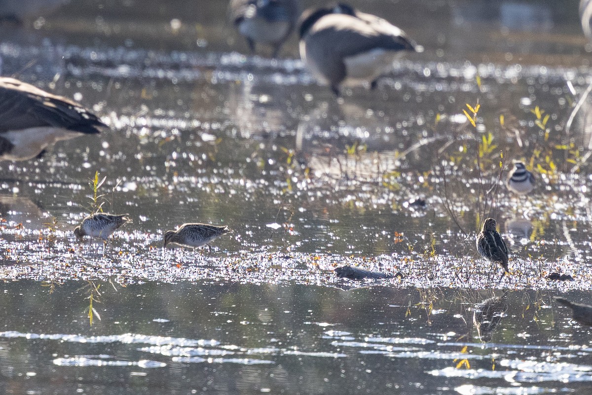 Wilson's Snipe - ML645018988