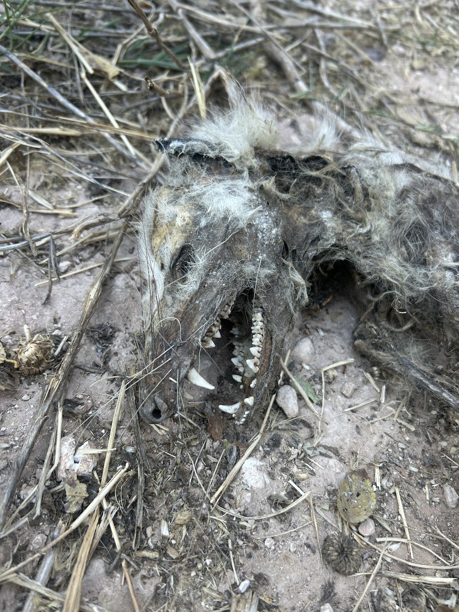 Virginia Opossum - ML645018992