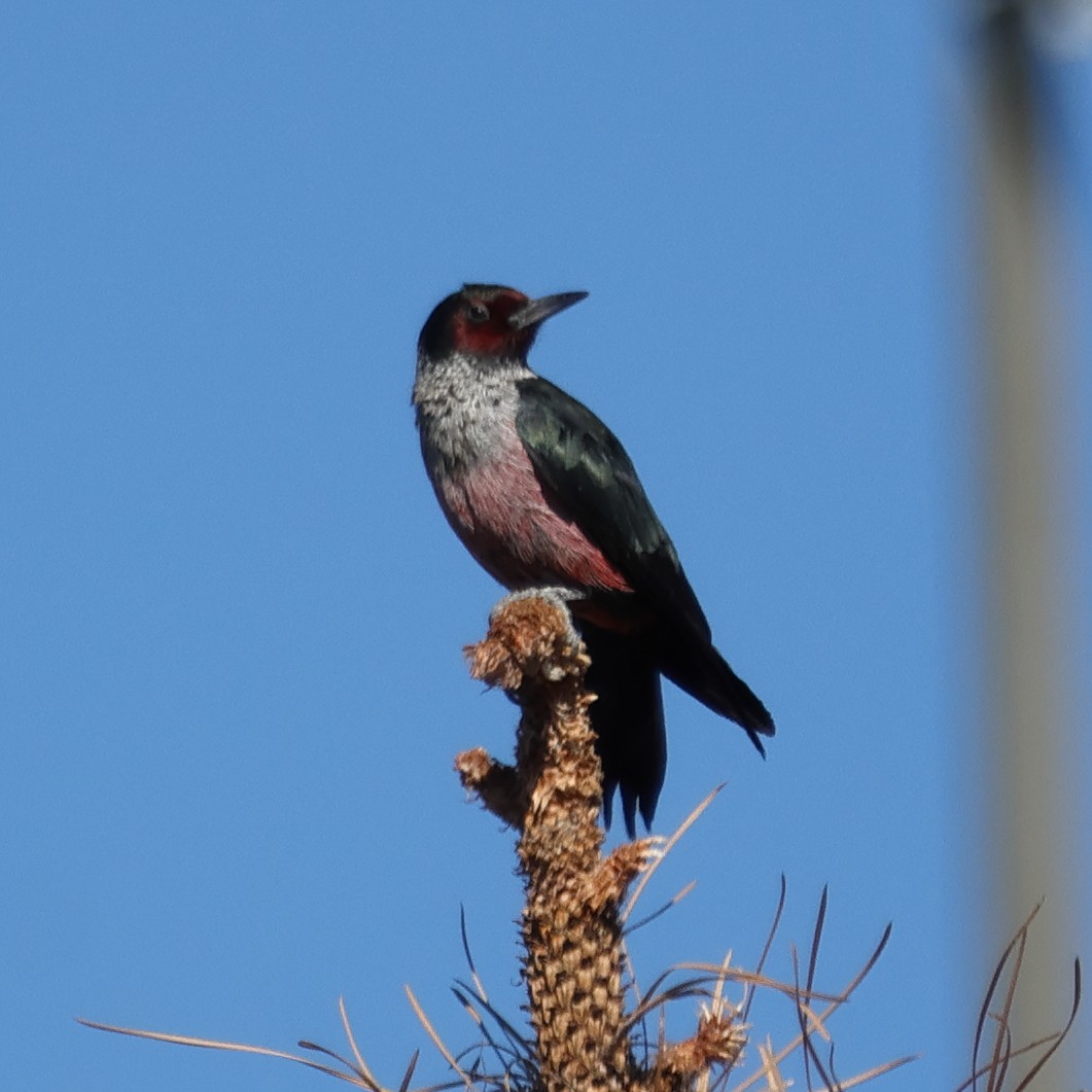 Lewis's Woodpecker - ML645018996