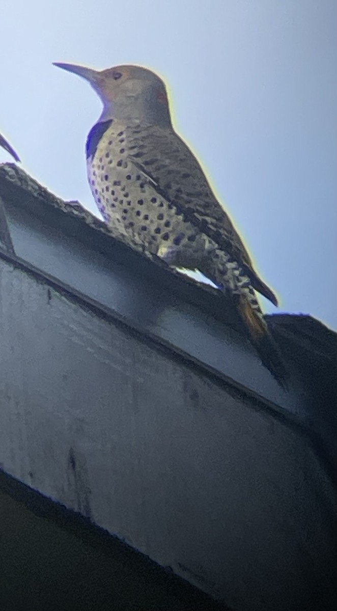 Northern Flicker (Yellow-shafted x Red-shafted) - ML645019021