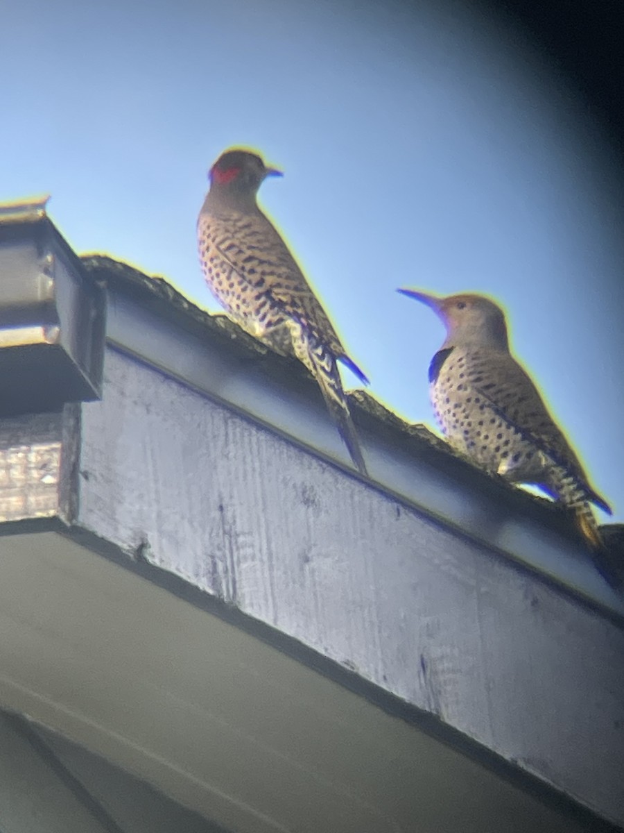 Northern Flicker (Yellow-shafted x Red-shafted) - ML645019022