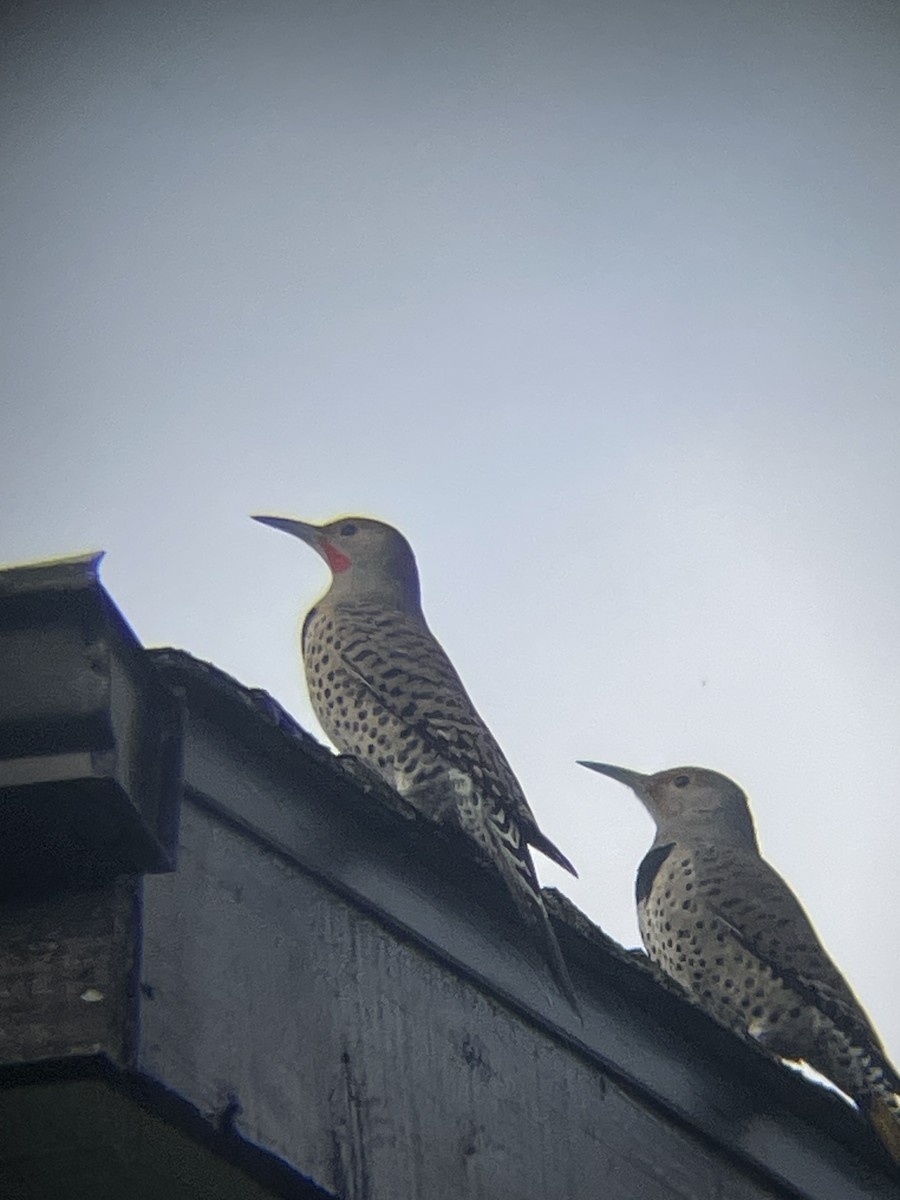 Northern Flicker (Yellow-shafted x Red-shafted) - ML645019023