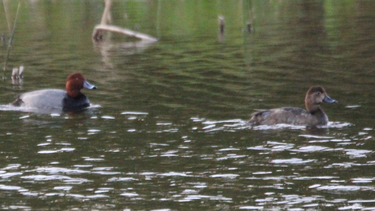 polák americký - ML645019034