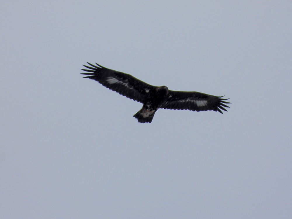 Golden Eagle - ML645019047