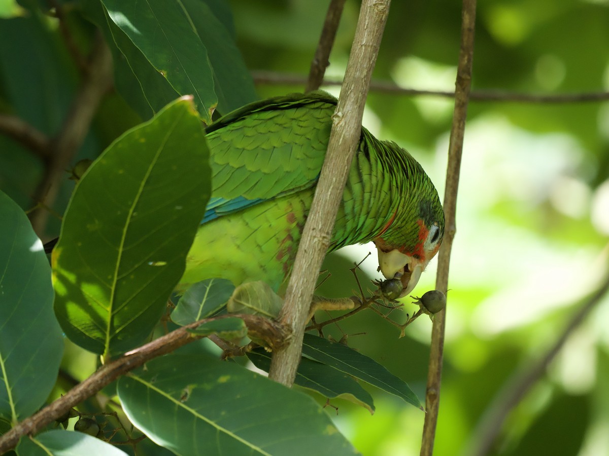Amazone de Cuba (caymanensis/hesterna) - ML645019048