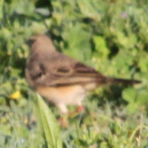 Plain-backed Pipit - ML645019061