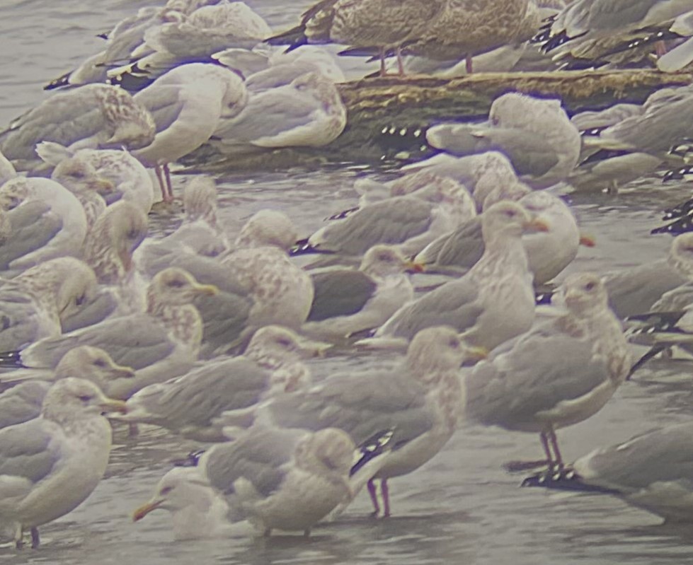 Lesser Black-backed Gull - ML645019063