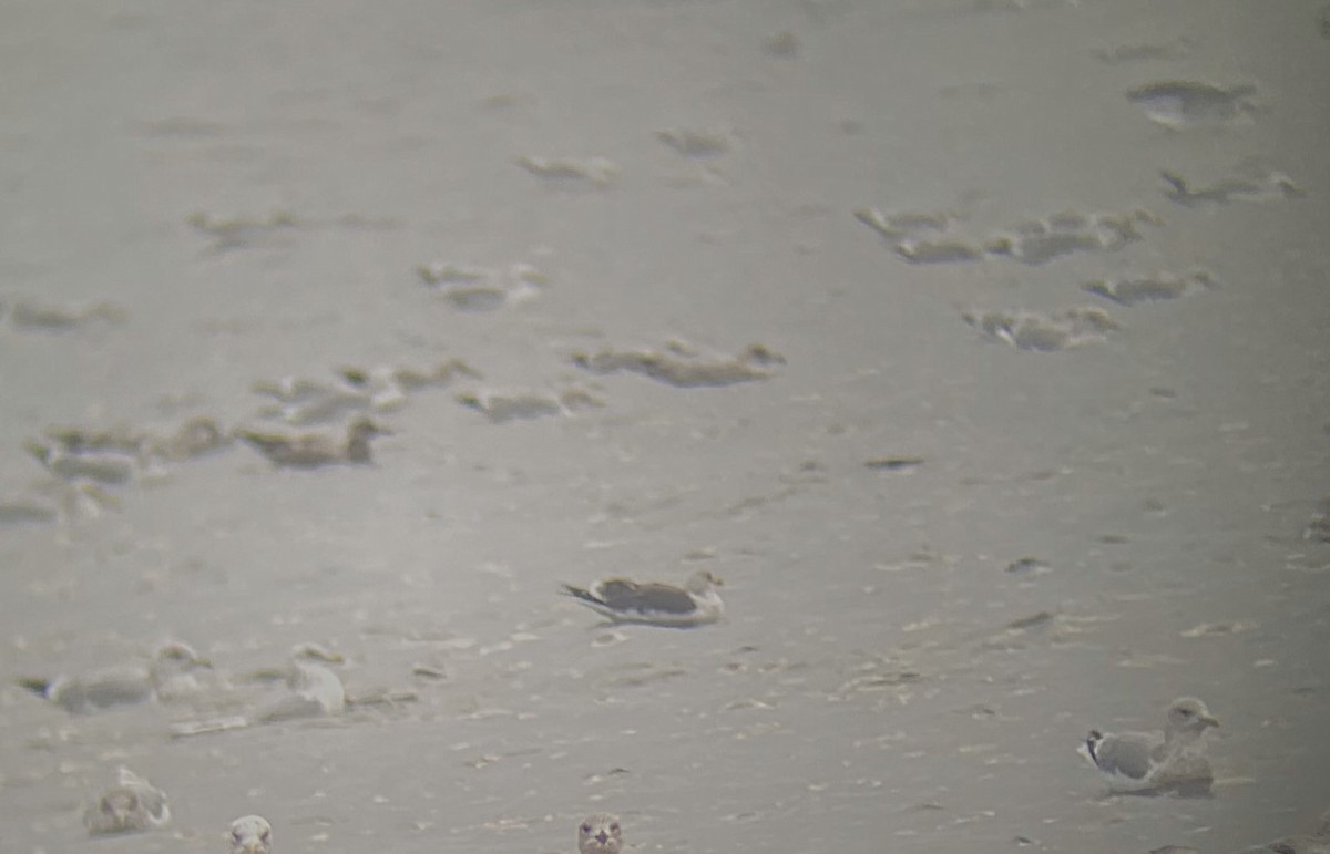 Lesser Black-backed Gull - ML645019064