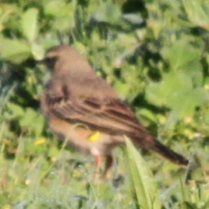Plain-backed Pipit - ML645019069