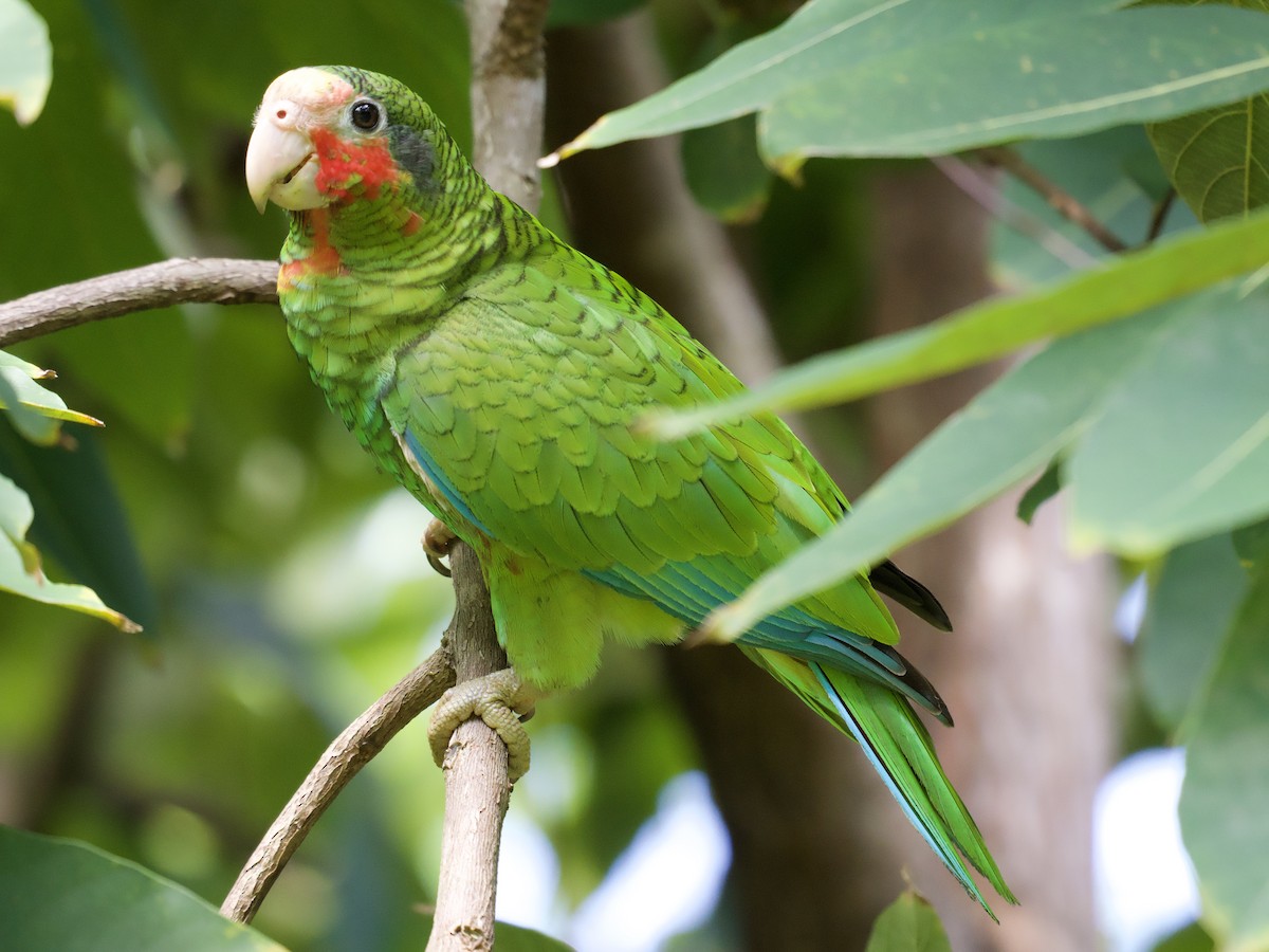 Amazone de Cuba (caymanensis/hesterna) - ML645019070