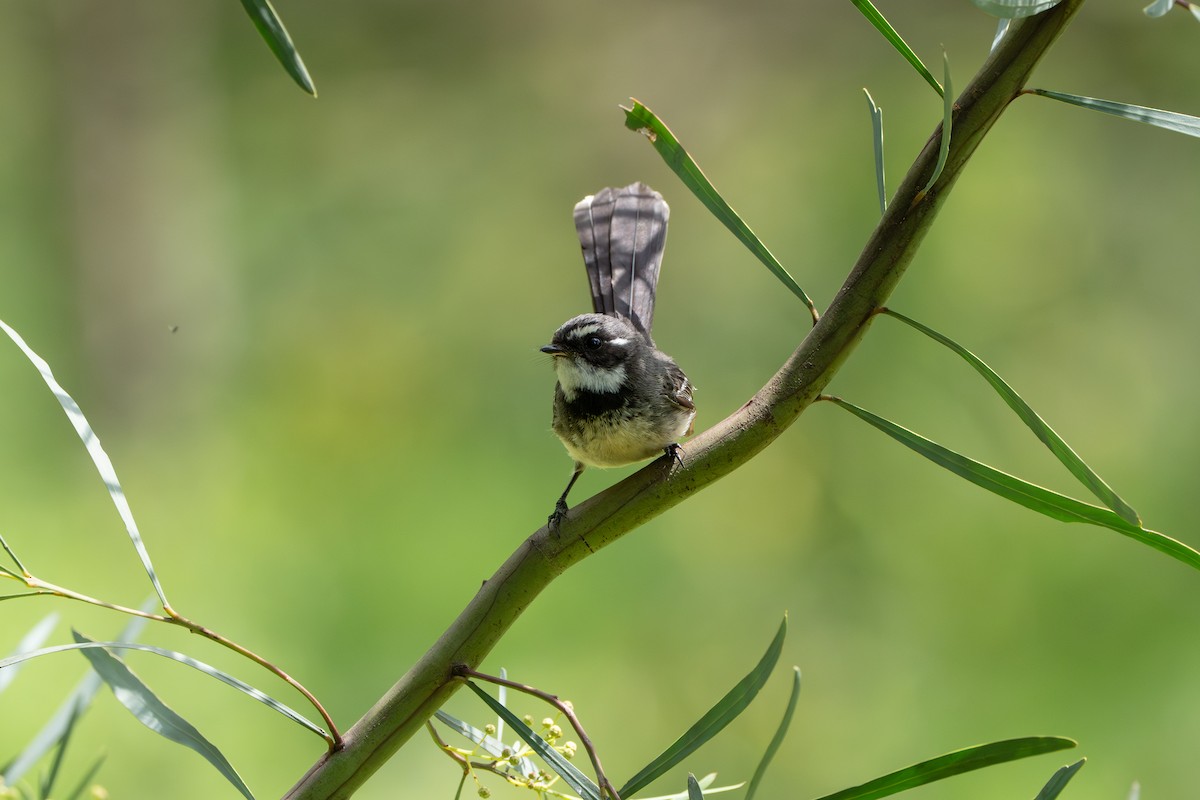 Gray Fantail - ML645019089